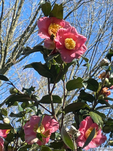 Camellia japonica Kujaku tsubaki syn Hakunah)